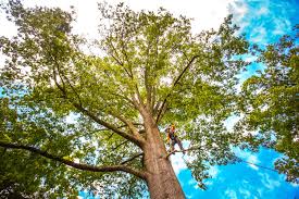 How Our Tree Care Process Works  in  East Chicago, IN