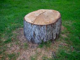Best Tree Preservation Services  in East Chicago, IN