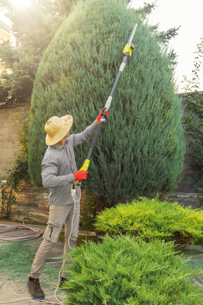 Best Grass Overseeding  in East Chicago, IN