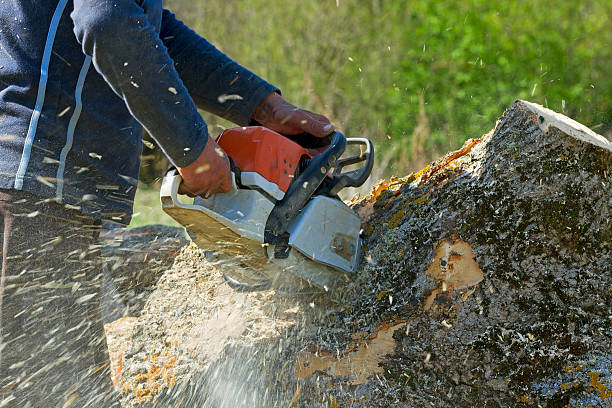 Best Hedge Trimming  in East Chicago, IN