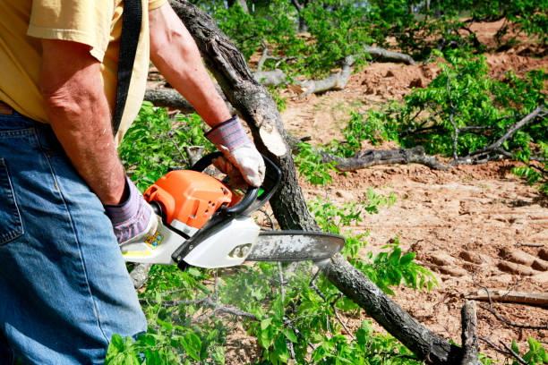 Best Organic Lawn Care Solutions  in East Chicago, IN